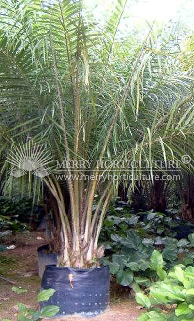 Elaeis guineensis (Oil palm)